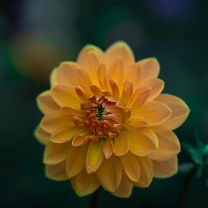 Autumn Berry & Rosehip Wreath